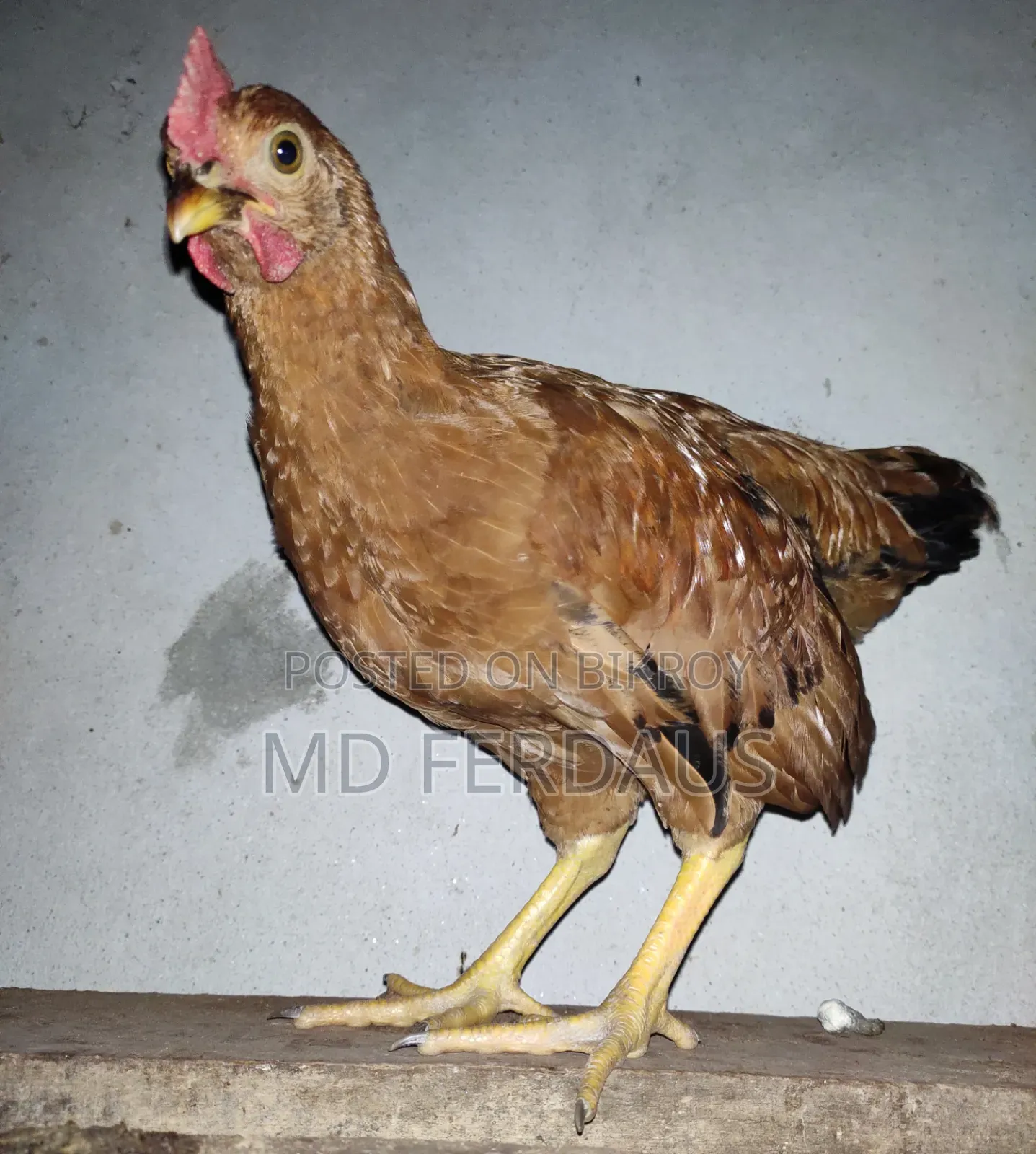 পিওর দেশি গলা ছিলা