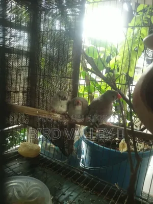 জেব্রা প্রিন্স বেবি 2 পিস