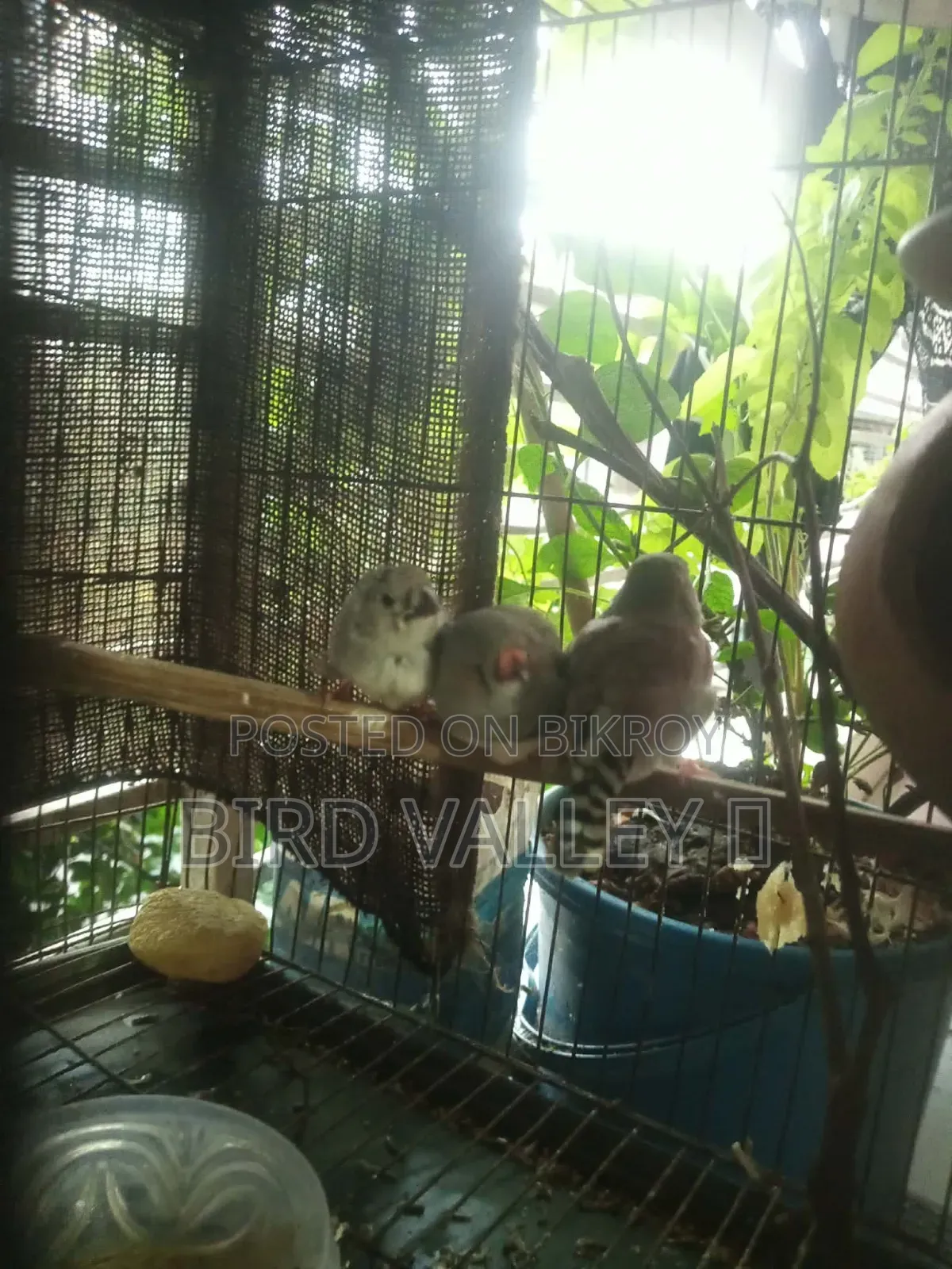 জেব্রা প্রিন্স বেবি 2 পিস