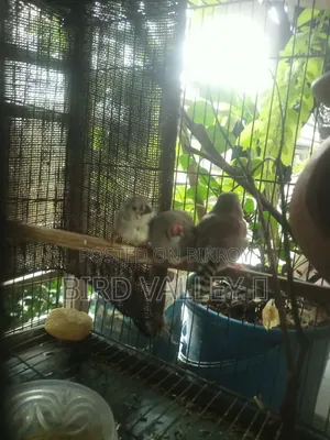 জেব্রা প্রিন্স বেবি 2 পিস