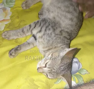 1-3 months Female Mixed Breed Persian