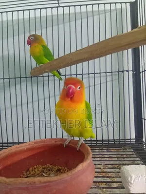 একজোড়া লাভ বার্ড