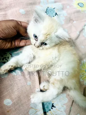1-3 months Female Purebred Persian