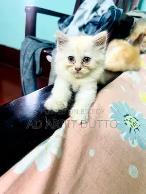 1-3 months Female Purebred Persian