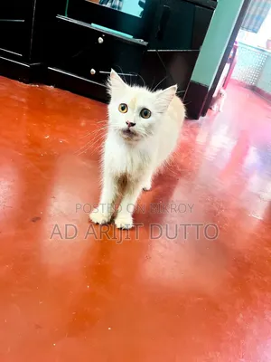 1-3 months Female Purebred Persian
