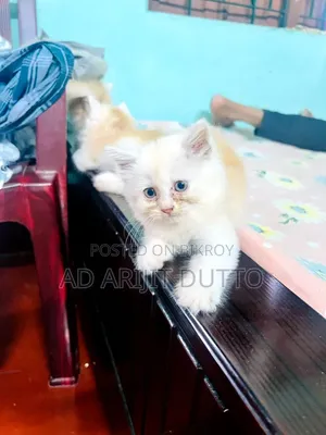 1-3 months Female Purebred Persian