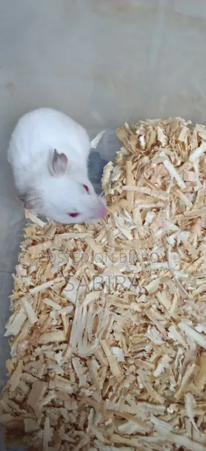 Cute and Active Hamster for Sale