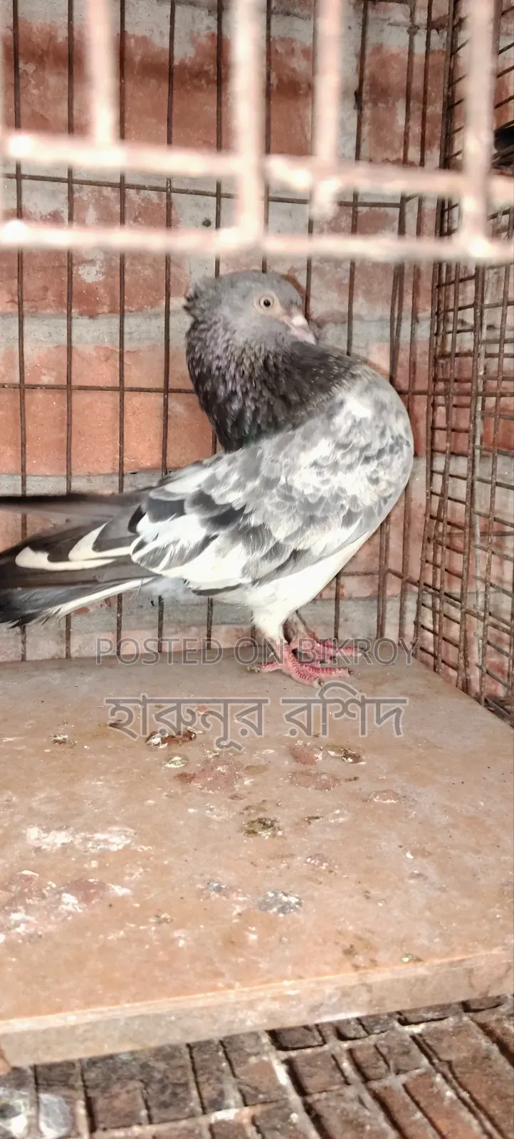 Spring bull neck tightening