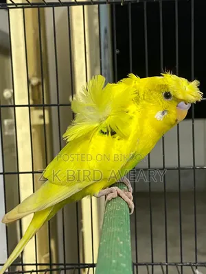 Pied Jp Budgerigar