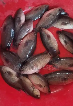 ১০ টায় /কেজি কই মাছ