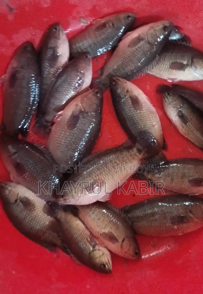 ১০ টায় /কেজি কই মাছ