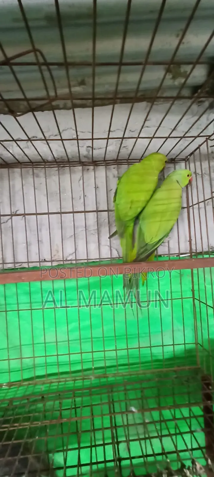 ইন্ডিয়ান রিং নেক টিয়া পাখি এডাল্ট ননটেম