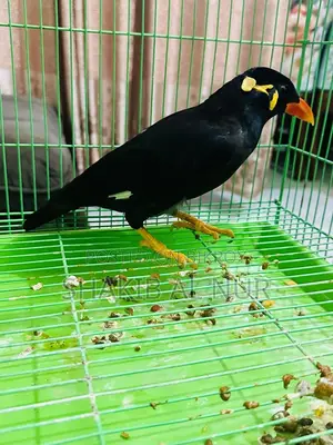 একটা খুব সুন্দর পাহাড়ি ময়না পাখি।