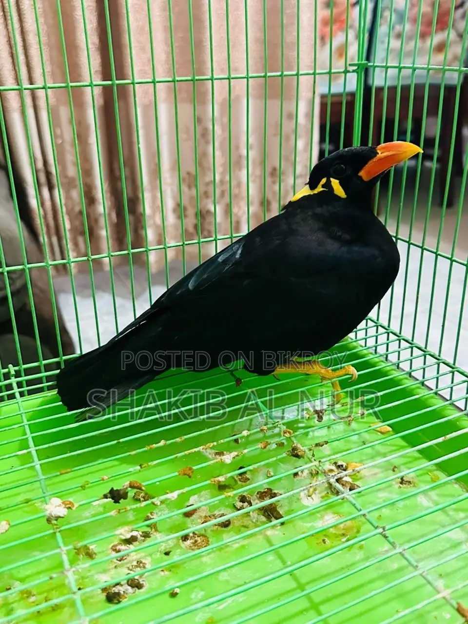 একটা খুব সুন্দর পাহাড়ি ময়না পাখি।
