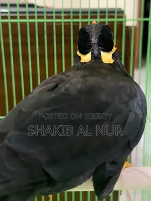 একটা খুব সুন্দর পাহাড়ি ময়না পাখি।