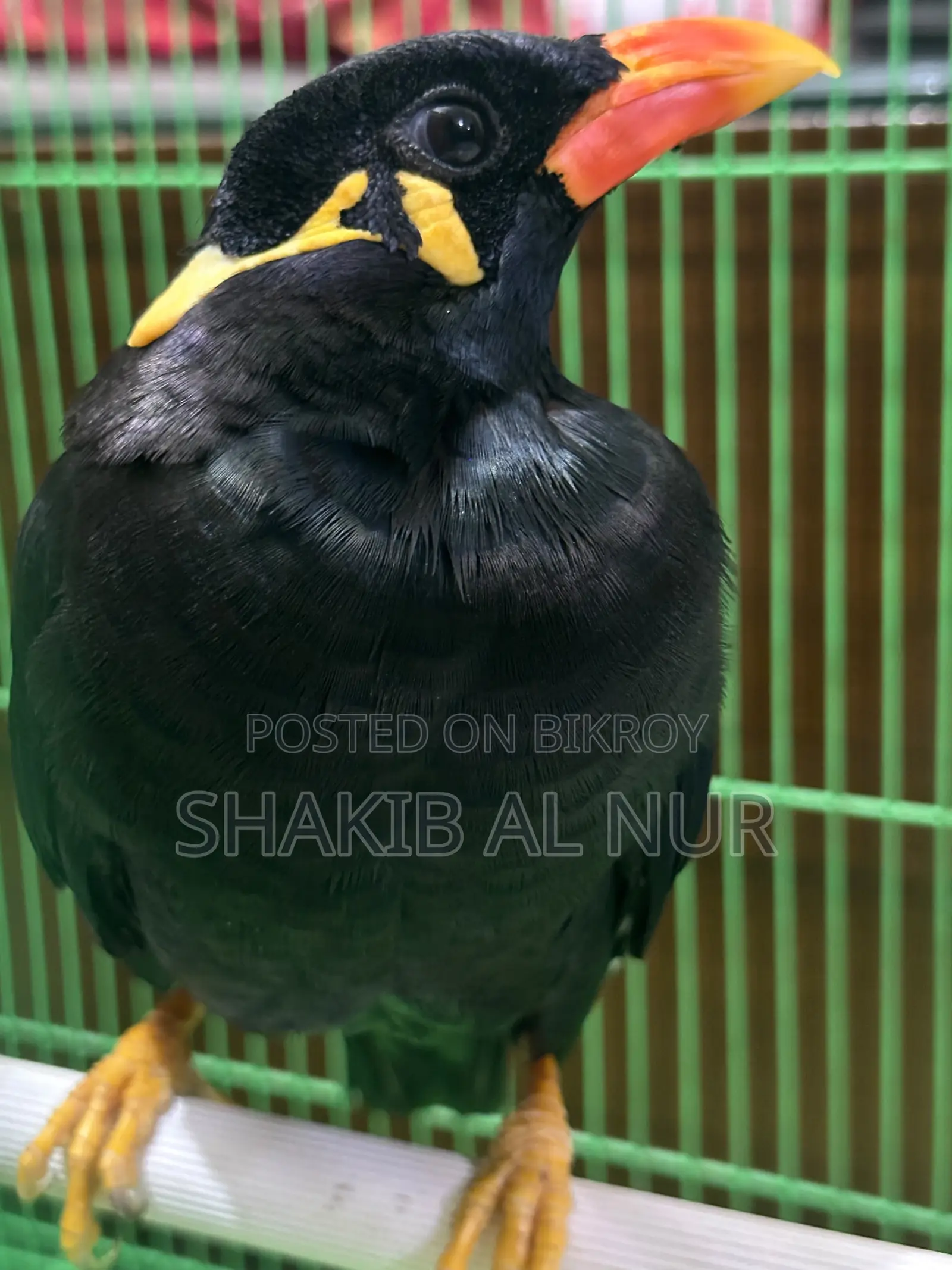 একটা খুব সুন্দর পাহাড়ি ময়না পাখি।
