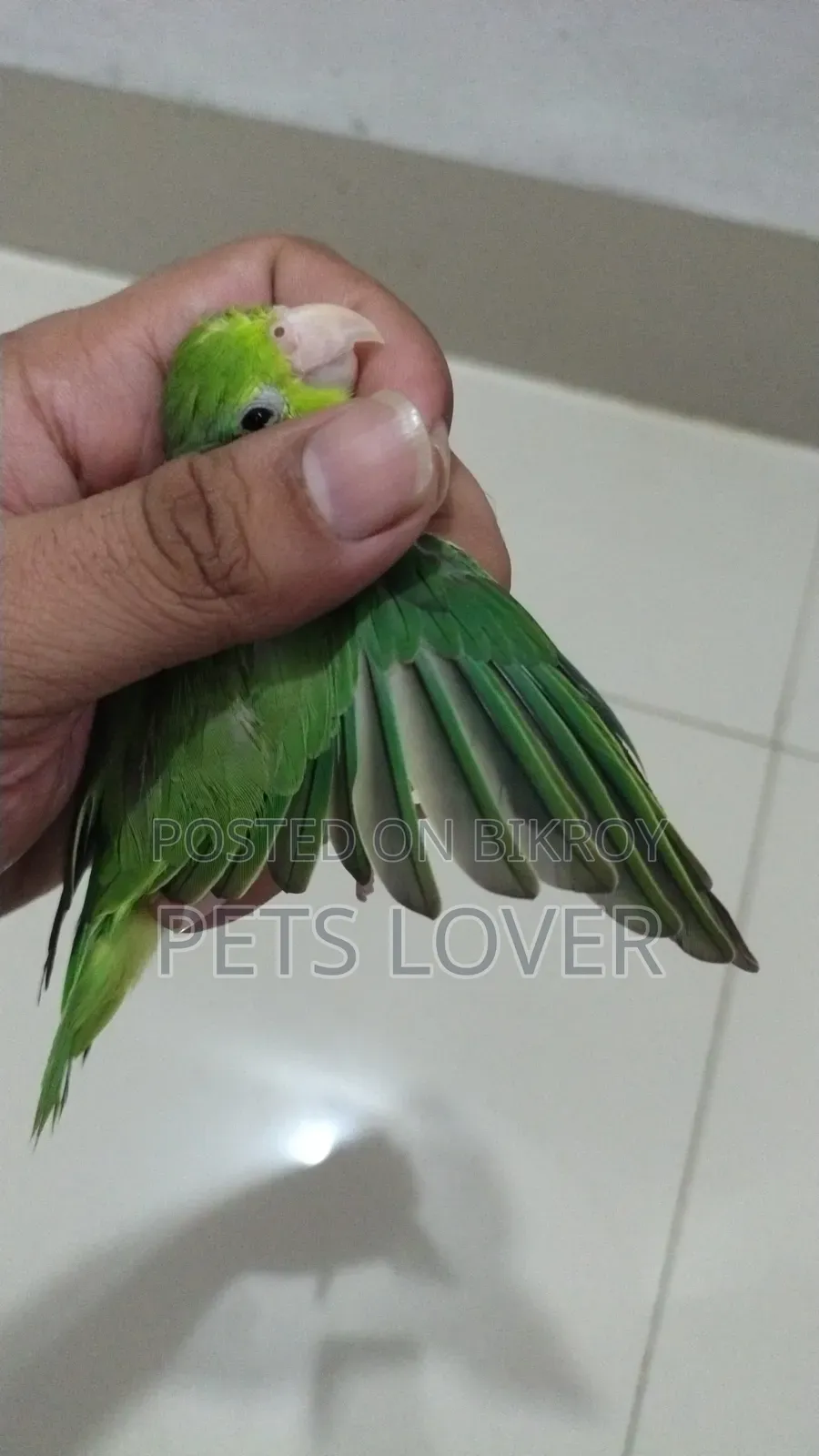 Forpus Bird