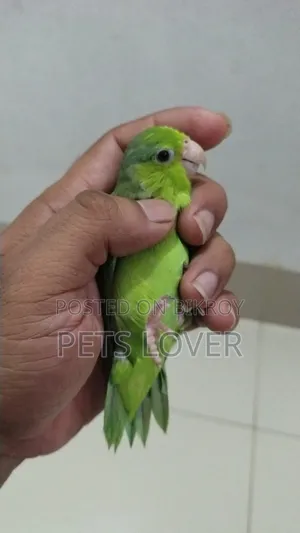 Forpus Bird