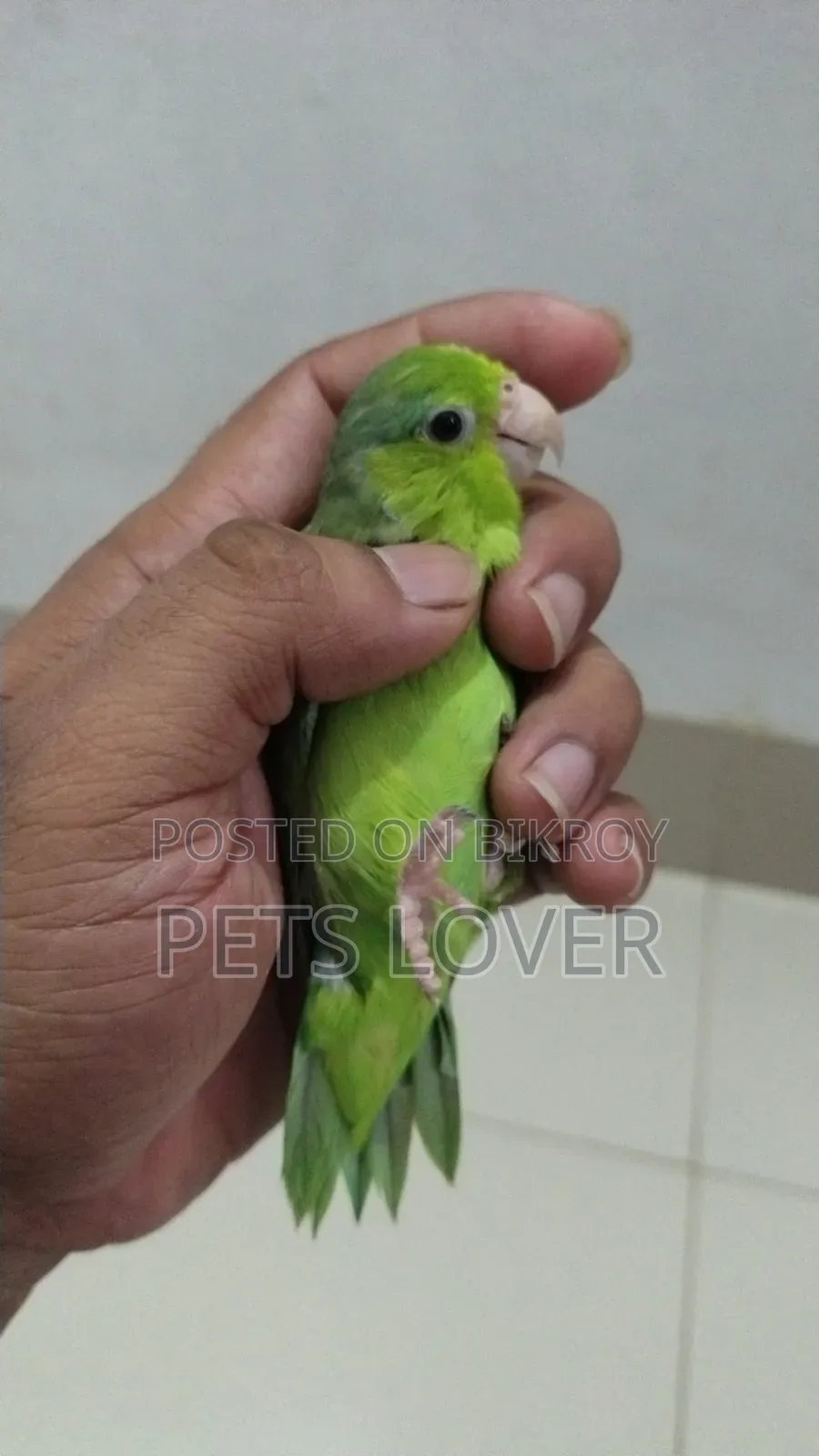 Forpus Bird
