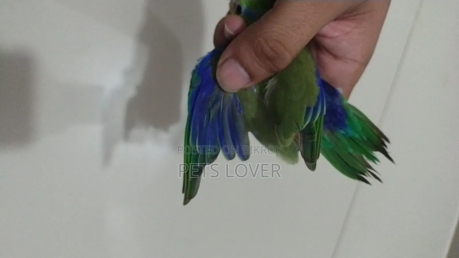 Forpus Bird