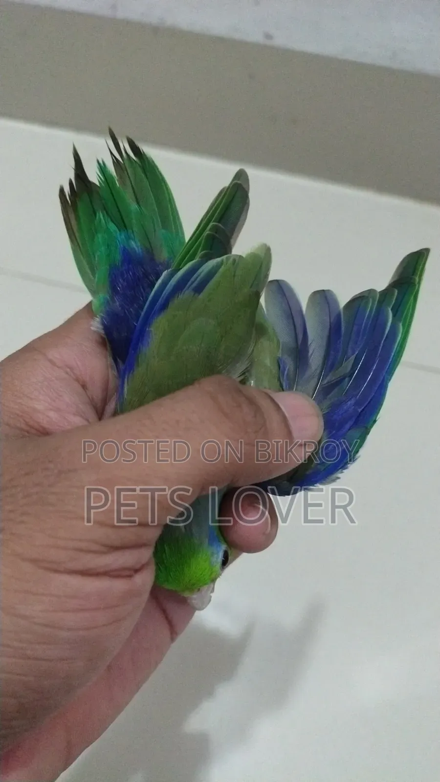Forpus Bird