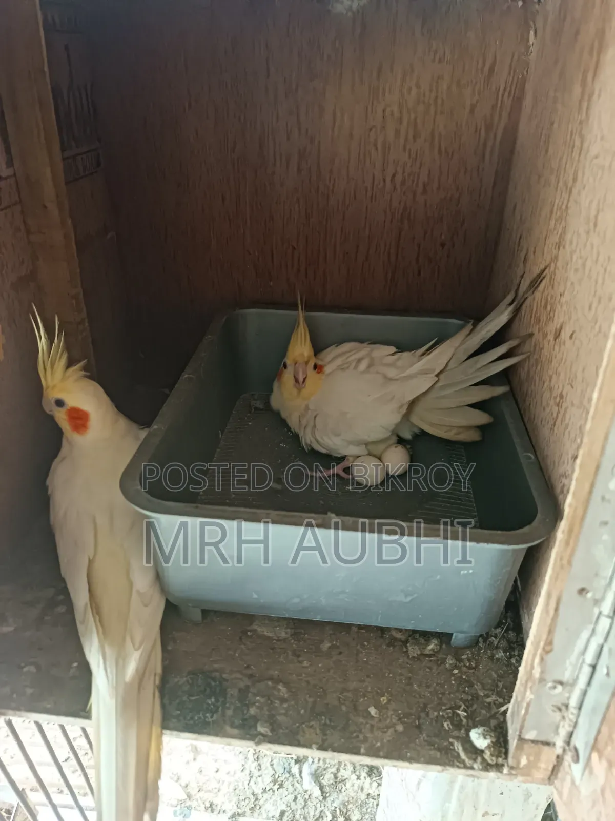 ককাটেল পাখি