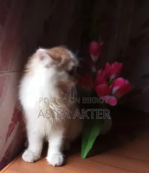 1+ year Female Purebred Persian