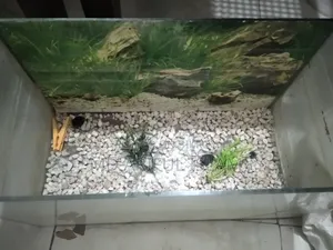 একুরিয়াম বিক্রি