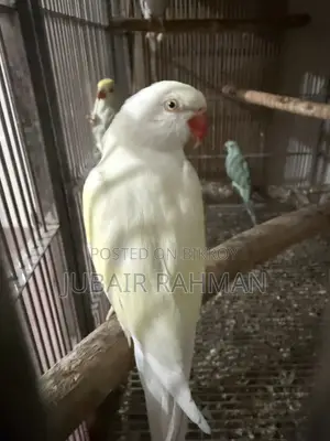 Pallid Adult Female
