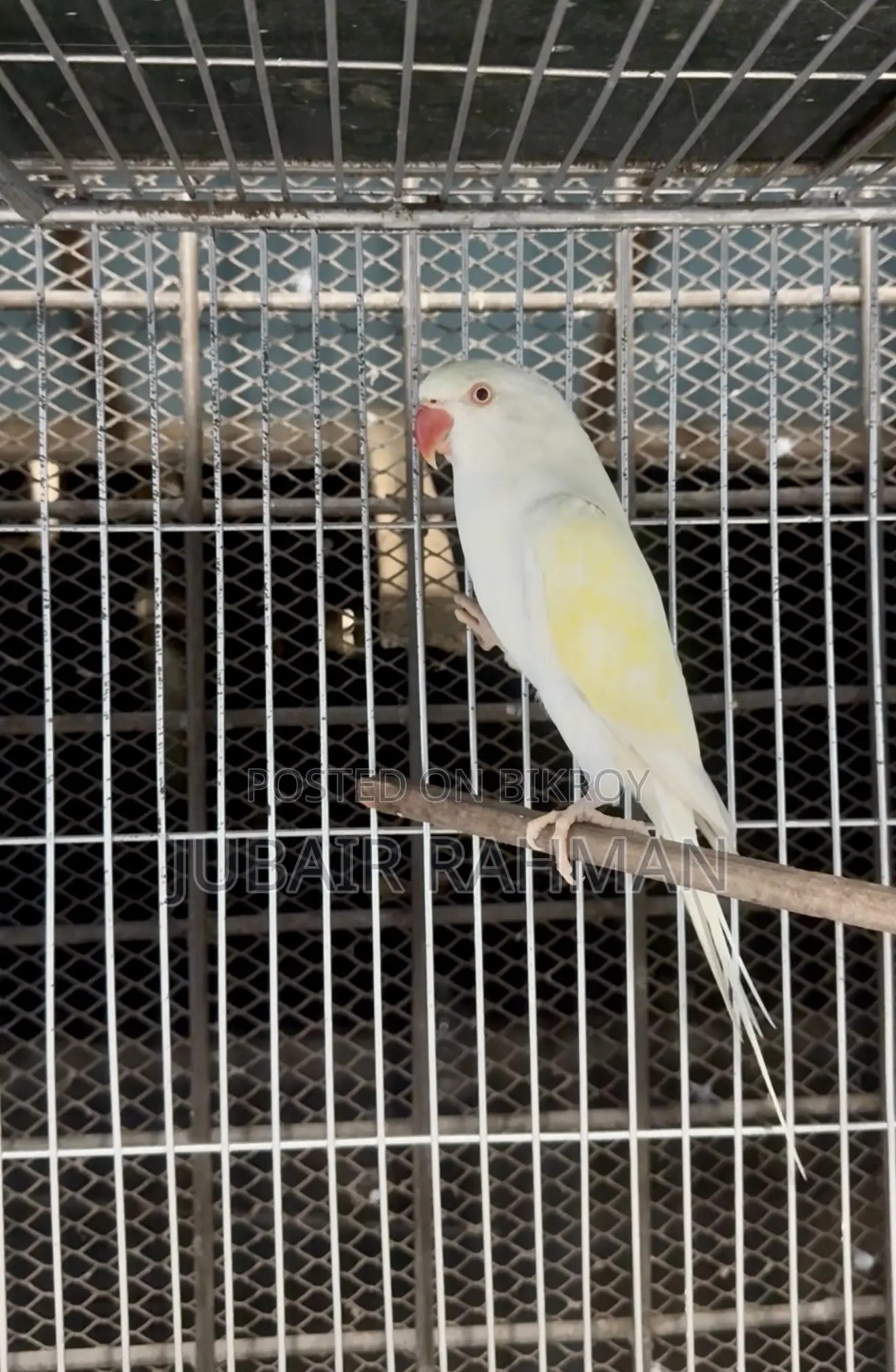 Pallid Adult Female