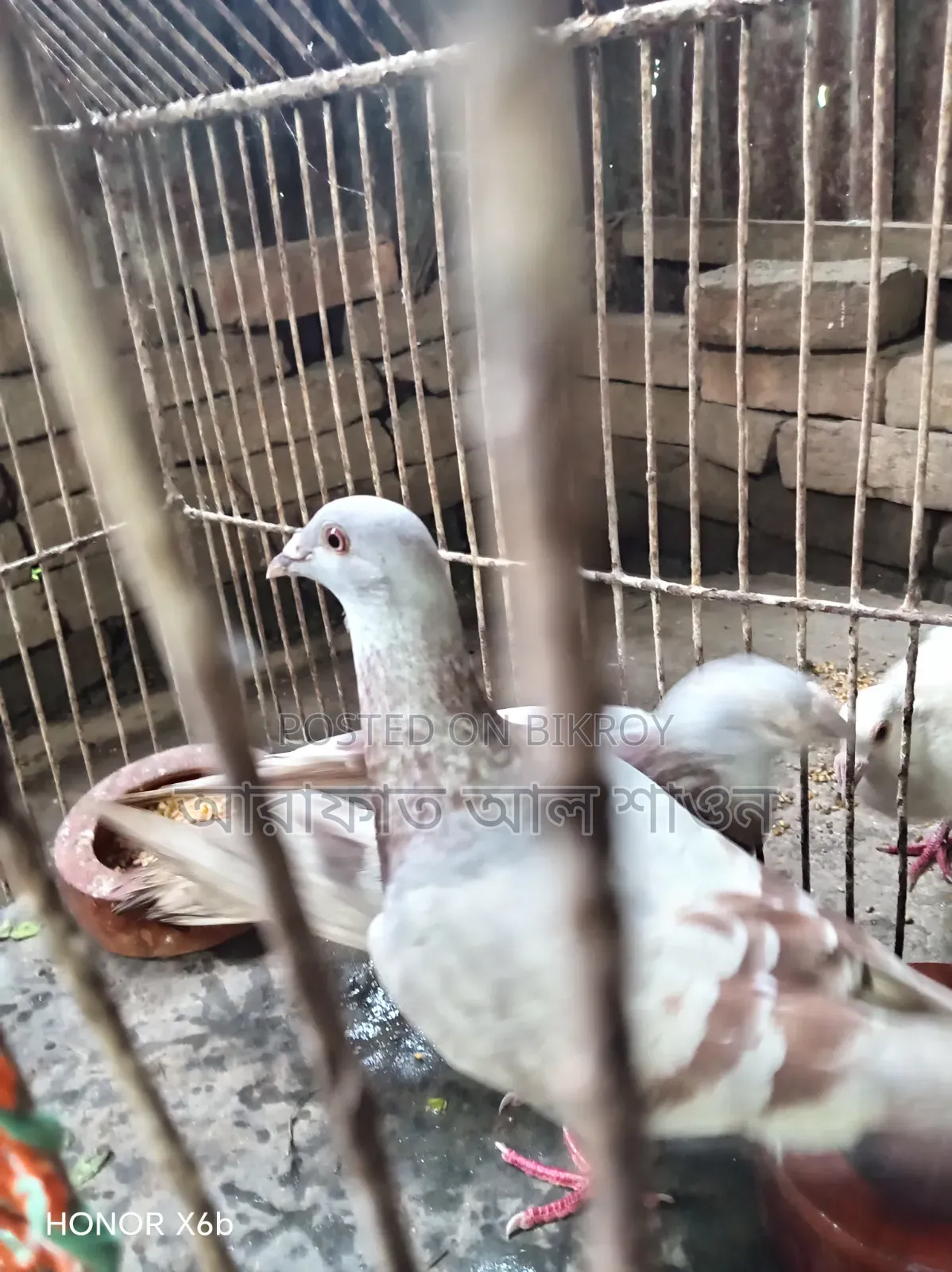 কিছু রানিং কবুতর বিক্রি হবে