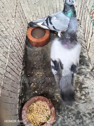কিছু রানিং কবুতর বিক্রি হবে