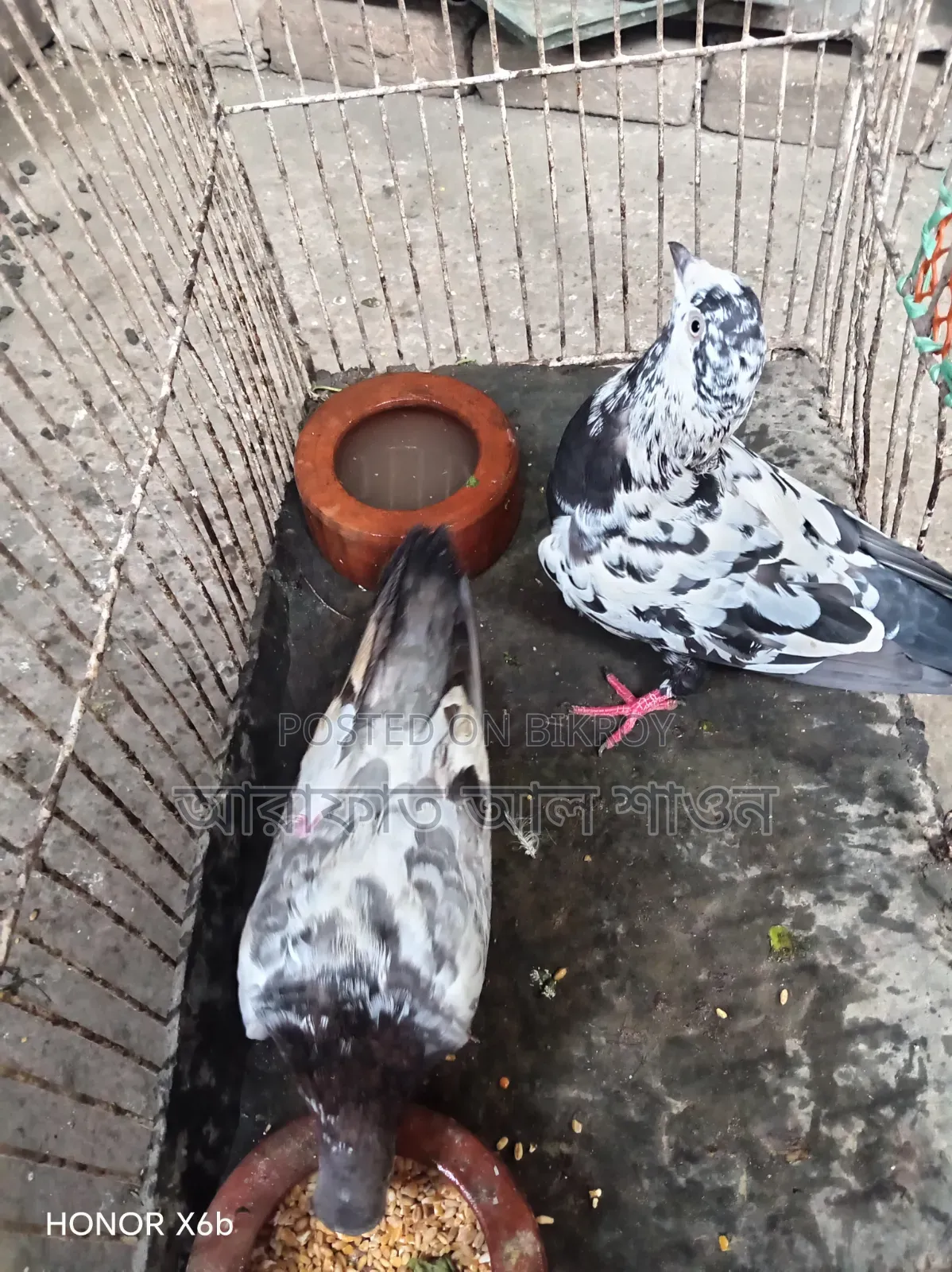 কিছু রানিং কবুতর বিক্রি হবে
