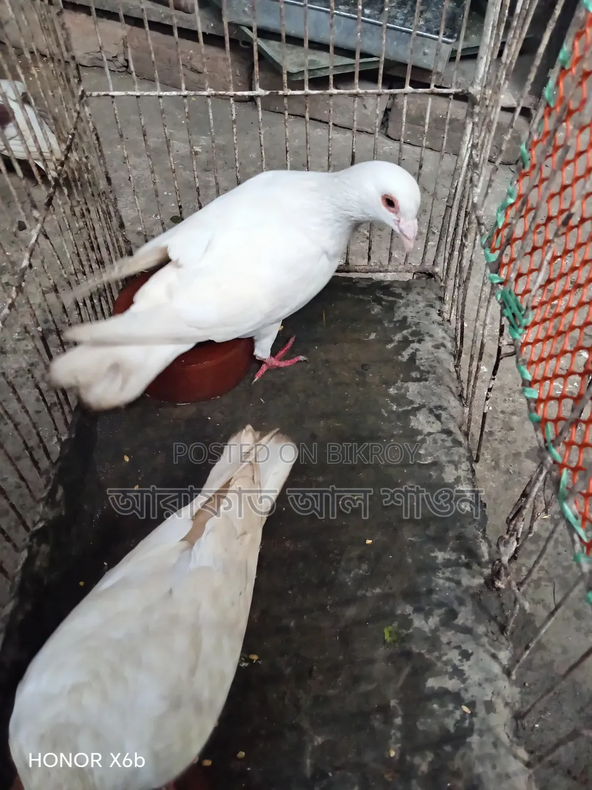 কিছু রানিং কবুতর বিক্রি হবে