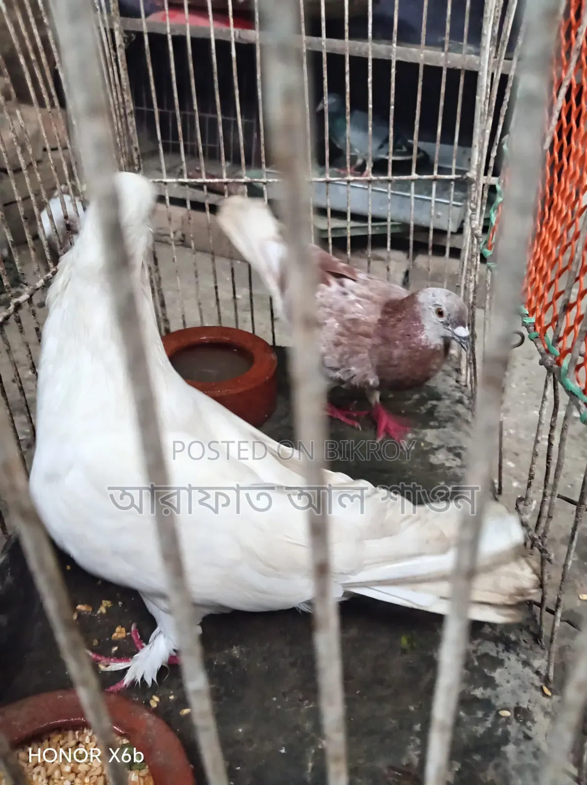 কিছু রানিং কবুতর বিক্রি হবে