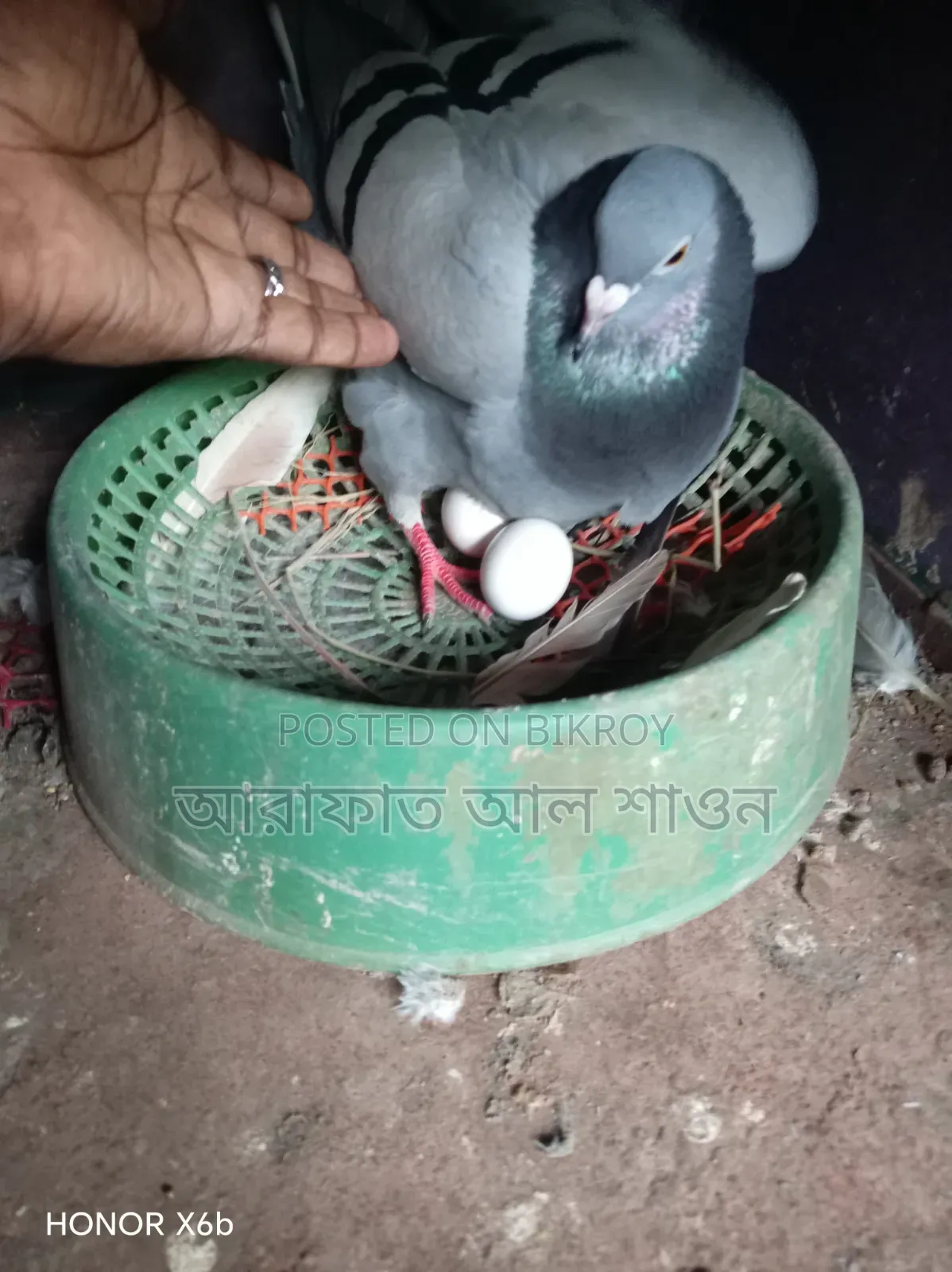 কিছু রানিং কবুতর বিক্রি হবে