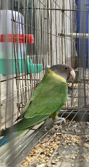Palm Head Parakeet