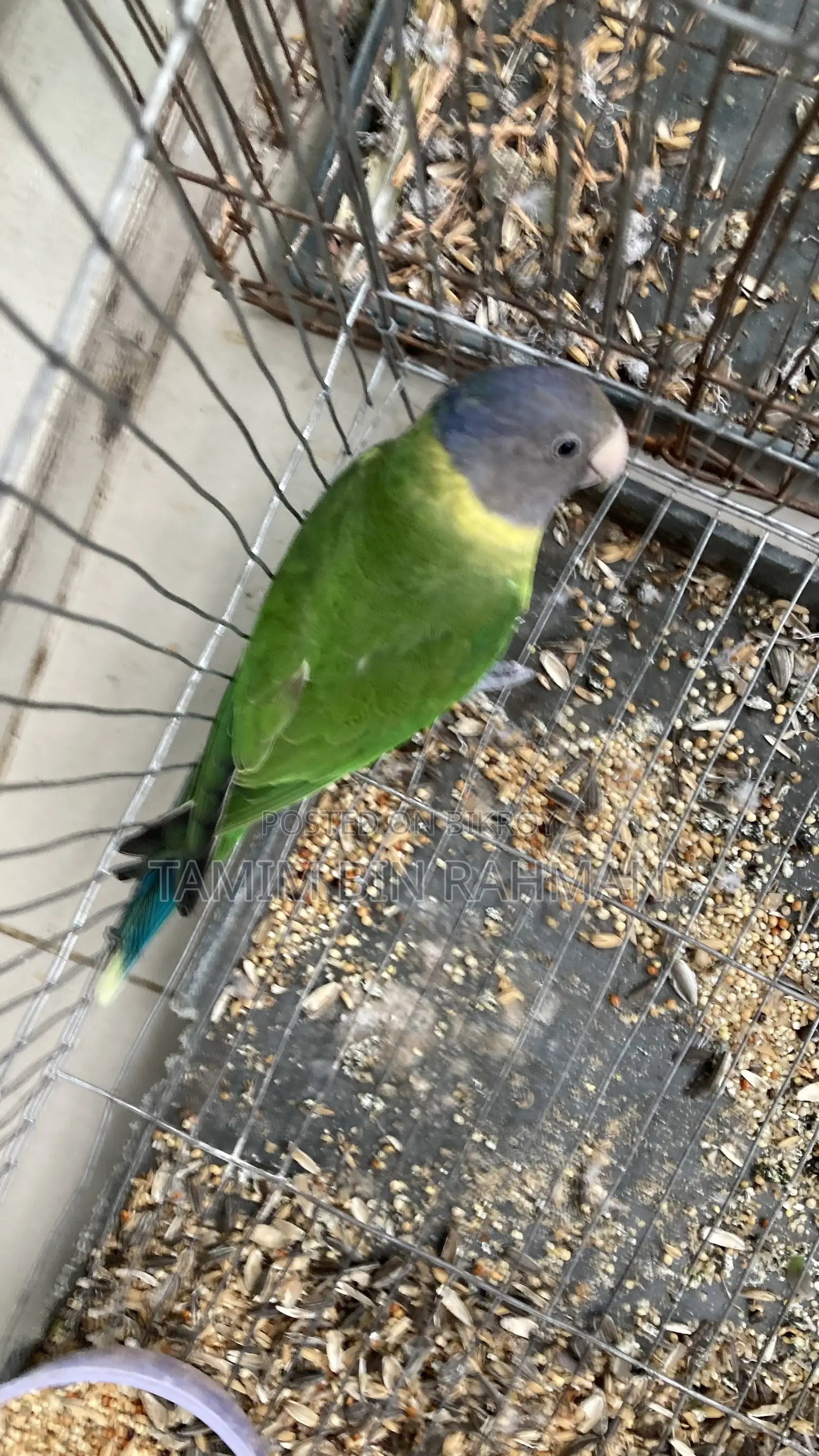 Palm Head Parakeet