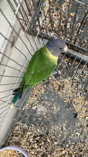 Palm Head Parakeet