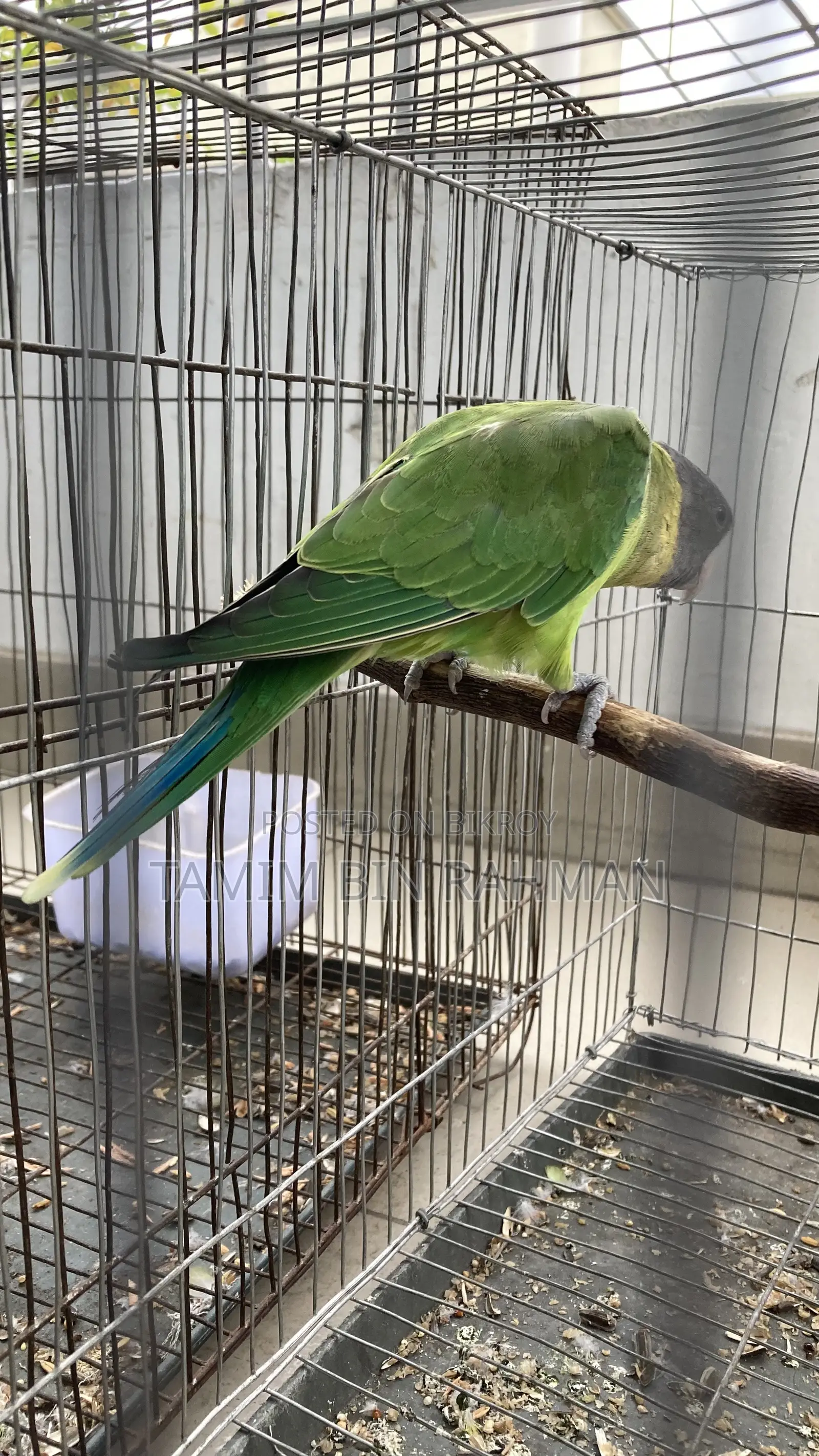 Palm Head Parakeet