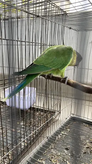 Palm Head Parakeet