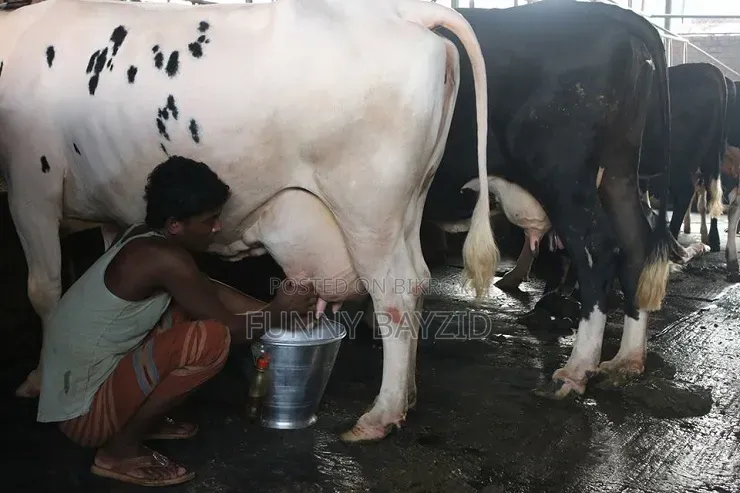 গাভির দুধ বিক্রি
