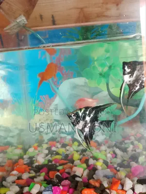 Aquarium Fish