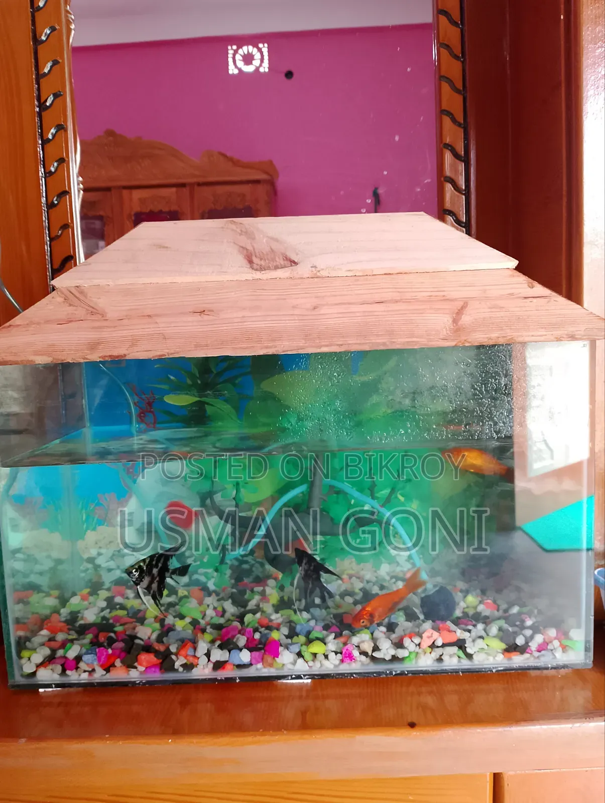 Aquarium Fish