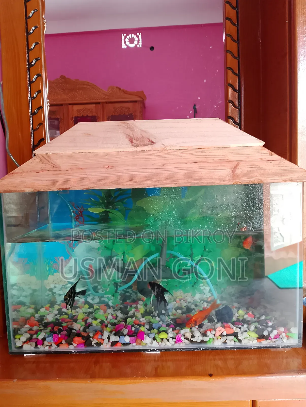 Aquarium Fish