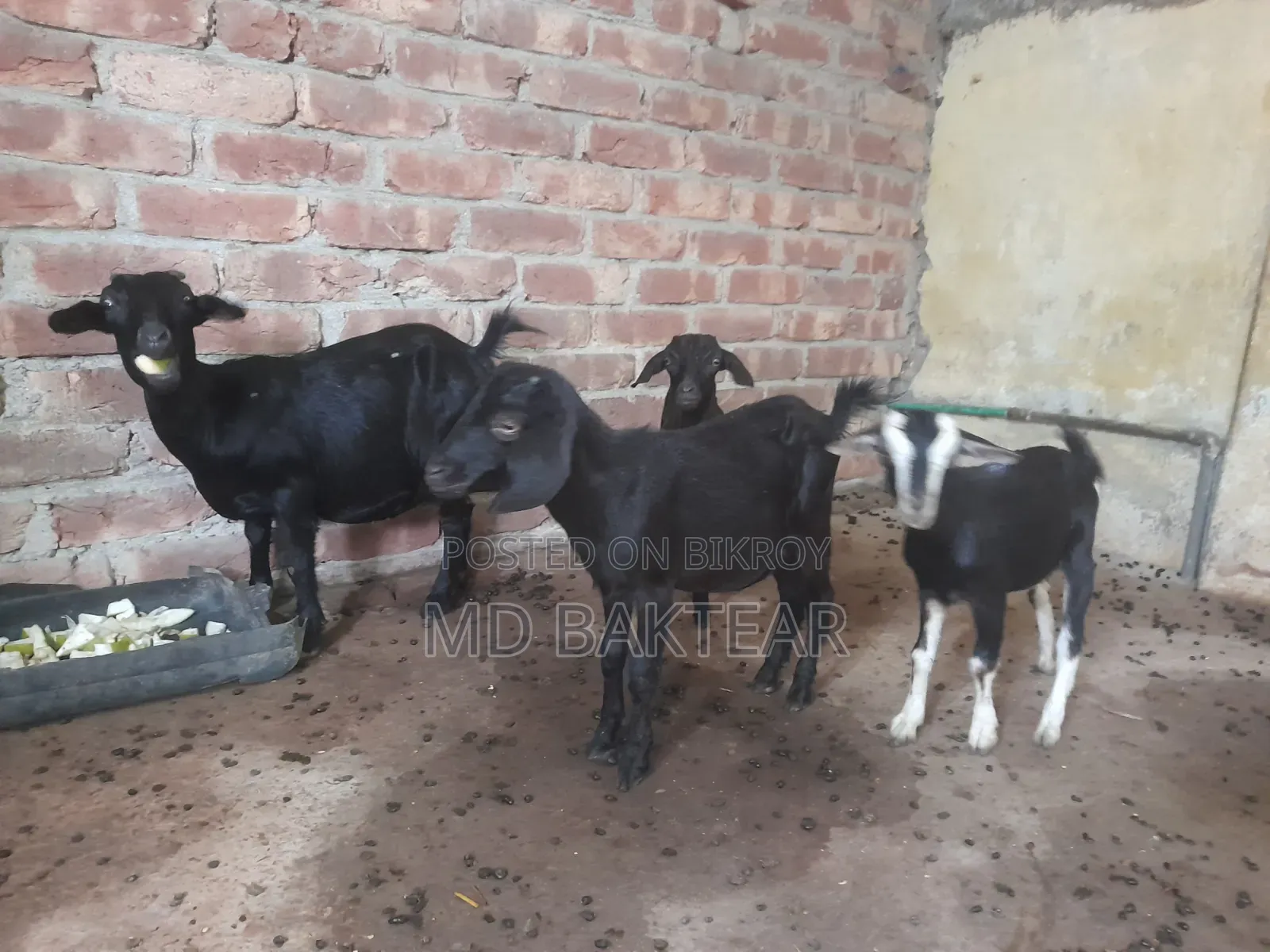 ৪টি সুস্থ ব্ল্যাক বেঙ্গল ছাগল বিক্রি হবে
