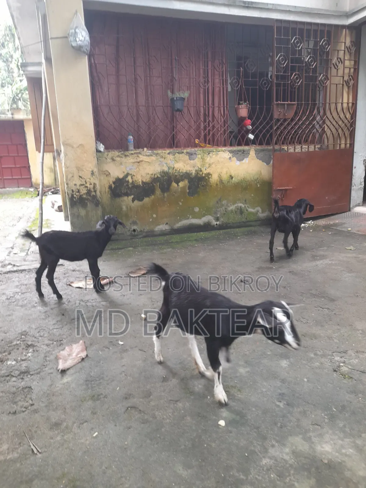 ৪টি সুস্থ ব্ল্যাক বেঙ্গল ছাগল বিক্রি হবে