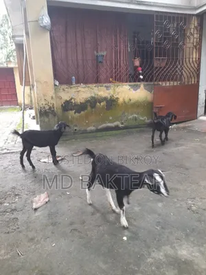 ৪টি সুস্থ ব্ল্যাক বেঙ্গল ছাগল বিক্রি হবে