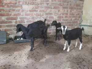 ৪টি সুস্থ ব্ল্যাক বেঙ্গল ছাগল বিক্রি হবে