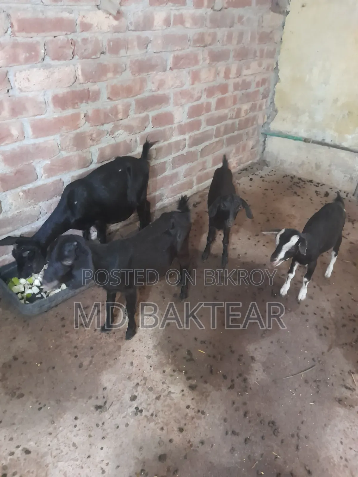 ৪টি সুস্থ ব্ল্যাক বেঙ্গল ছাগল বিক্রি হবে